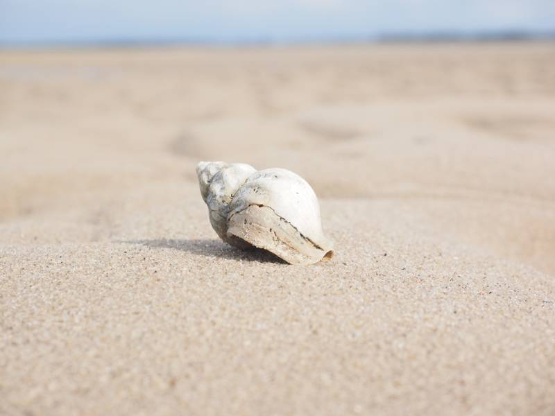 Strandurlaub Callantsoog LekkerNaarZee